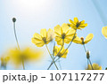 空に向かって咲くコスモス 107117277