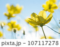 空に向かって咲くコスモス 107117278