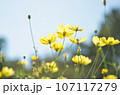 空に向かって咲くコスモス 107117279