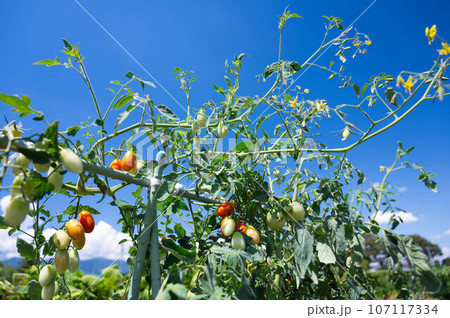 青空とミニトマト　アイコ 107117334