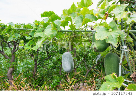 白い毛に覆われた未熟な冬瓜 白い毛に覆われた未熟な冬瓜 107117342