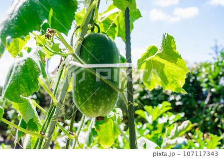 夏空と冬瓜 夏空と冬瓜 107117343