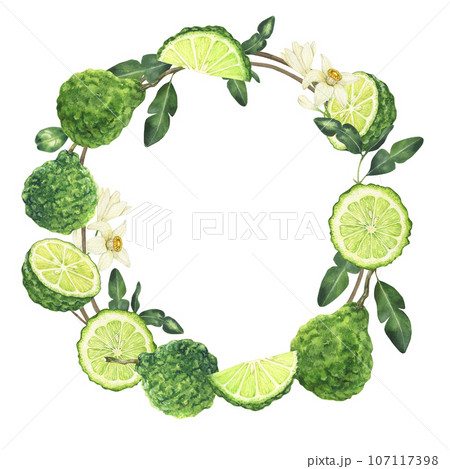 Watercolor bergamot wreath. Hand painted botanical design isolated on white background Watercolor bergamot wreath. Hand painted botanical design isolated on white background 107117398