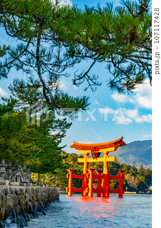 【世界遺産　嚴島神社】【安芸国一宮】新年の晴れた朝の大鳥居7　広島県廿日市市 107117428