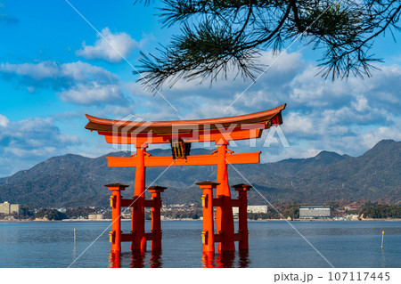 【世界遺産　嚴島神社】【安芸国一宮】新年の晴れた朝の大鳥居18　広島県廿日市市 107117445