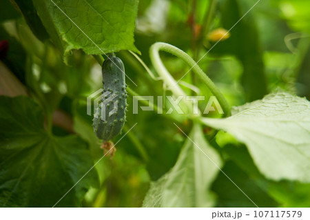 Green cucumbers grown in greenhouse. Green cucumbers grown in greenhouse. 107117579