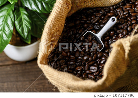 コーヒー豆 コーヒー豆 107117796