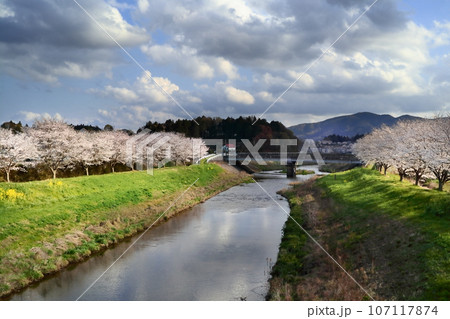 ロマンチック茨城(笠間市の涸沼川の河岸の桜並木は将来の千本を目指して「夢千本桜」と名付けたそうだ。) ロマンチック茨城(笠間市の涸沼川の河岸の桜並木は将来の千本を目指して「夢千本桜」と名付けたそうだ。) 107117874