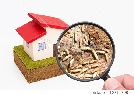 住宅 シロアリ被害 クローズアップ 住宅 シロアリ被害 クローズアップ 107117905