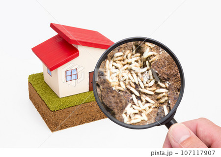 住宅　シロアリ被害　クローズアップ 107117907