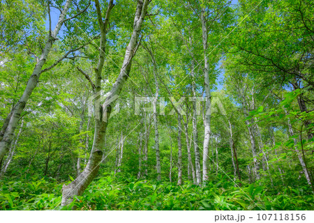 八千穂高原【日本一の白樺群群生地】 八千穂高原【日本一の白樺群群生地】 107118156