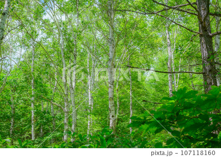 八千穂高原【日本一の白樺群生地】 八千穂高原【日本一の白樺群生地】 107118160