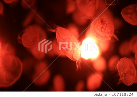 水母 メドゥーサ メデューサ 107118524