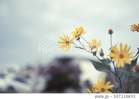 キクイモの花 キクイモの花 107118655