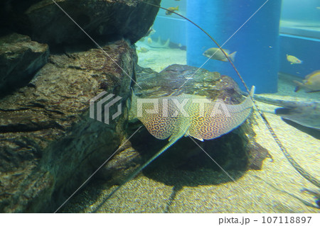 水族館 アクアリウム 水族園 107118897