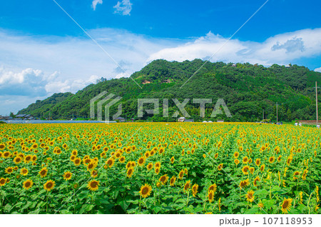 杷木大ひまわり畑のヒマワリ 杷木大ひまわり畑のヒマワリ 107118953