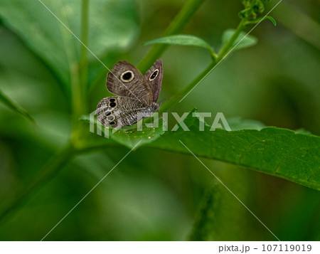 葉に止まるタテハチョウ科ヒメウラナミジャノメ 107119019