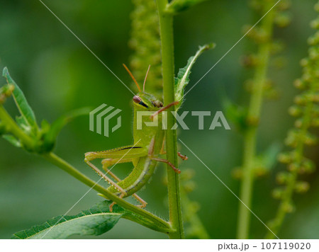 バッタ科ツチイナゴ幼虫 107119020