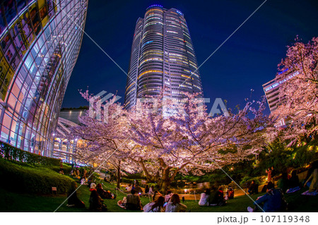 毛利庭園の夜桜と六本木ヒルズ 107119348