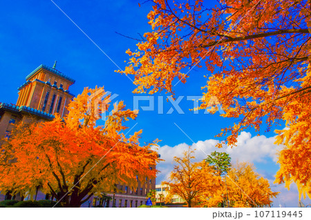 日本大通りの紅葉(横浜市) 日本大通りの紅葉(横浜市) 107119445