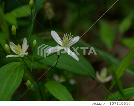 キンポウゲ科センニンソウの開花 キンポウゲ科センニンソウの開花 107119616