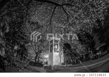 満開の夜桜と横浜元町の電話ボックス 満開の夜桜と横浜元町の電話ボックス 107119635
