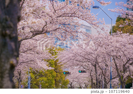 満開の桜と横浜みなとみらいの街並み 107119640
