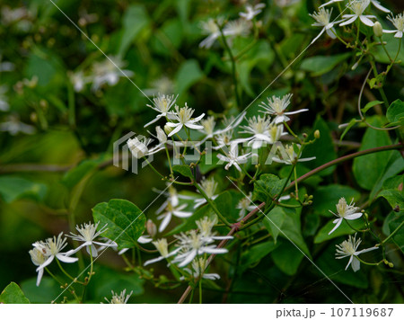 キンポウゲ科センニンソウの開花 107119687