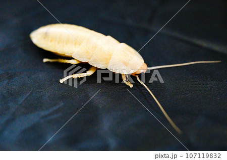 The molting process of the Madagascar cockroach on a black background. The molting process of the Madagascar cockroach on a black background. 107119832