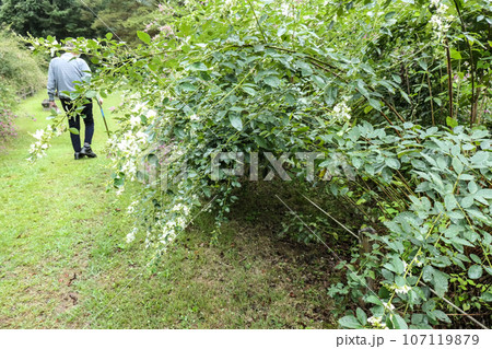 秋の七草の萩の咲く野草園で散策す白寿の男性 歩ける元気 秋の七草の萩の咲く野草園で散策す白寿の男性 歩ける元気 107119879