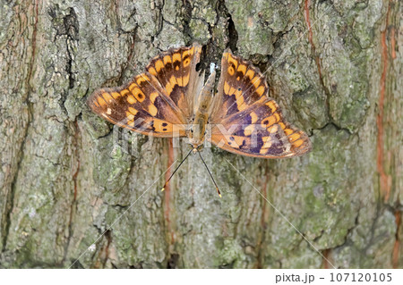 コムラサキ 107120105