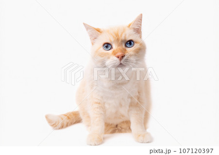 Blue eyes mixed breed playful cat isolated on white background. 107120397