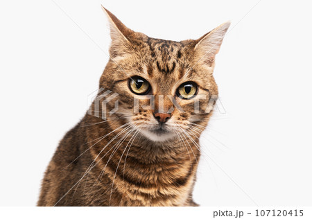 Mixed breed tabby cat isolated on white background. Mixed breed tabby cat isolated on white background. 107120415