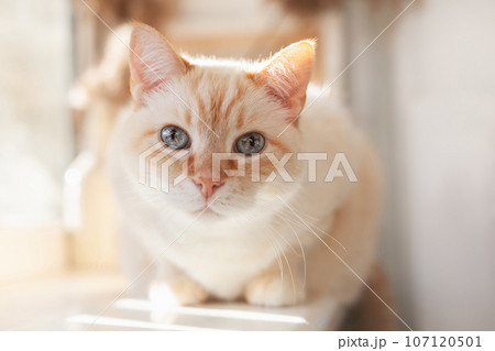 Pale beige domestic cat. Pets-friendly hotel or home. Adoption and welfare concept. 107120501