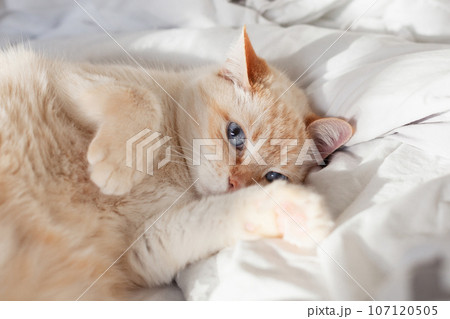Pale domestic cat on the bed. Pet in Scandinavian-style bedroom. Pets-friendly hotel or home. Pale domestic cat on the bed. Pet in Scandinavian-style bedroom. Pets-friendly hotel or home. 107120505