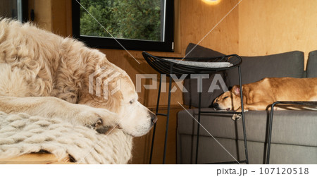 Adorable golden retriever and red mixed breed dogs sleeping in living room. Adorable golden retriever and red mixed breed dogs sleeping in living room. 107120518