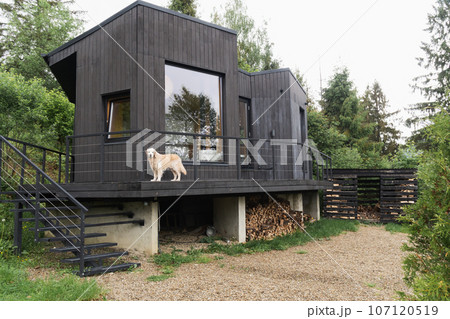 Golden retriever dog near modern wooden Scandinavian style cabin in the forest. Golden retriever dog near modern wooden Scandinavian style cabin in the forest. 107120519