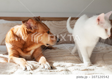Red mixed breed dog and white cat together on the bed with beige woven pillows and plaid. Red mixed breed dog and white cat together on the bed with beige woven pillows and plaid. 107120542