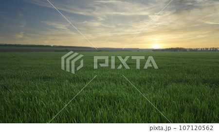 Early spring green field with new crops. Farm, agricultural landscape. Copy space background Early spring green field with new crops. Farm, agricultural landscape. Copy space background 107120562