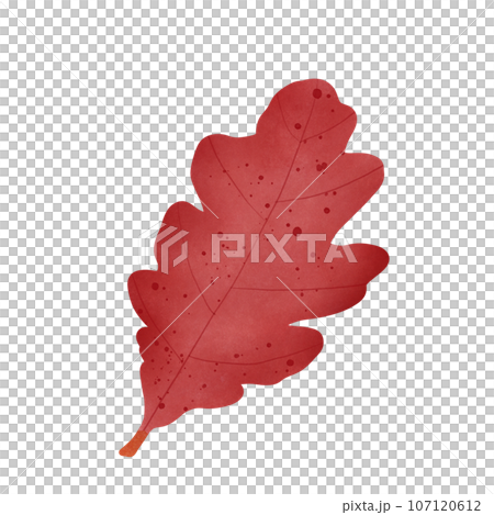 Red oak leaf 107120612