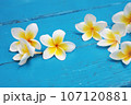 プルメリア プリメリア インドソケイ 107120881
