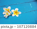 プルメリア プリメリア インドソケイ 107120884
