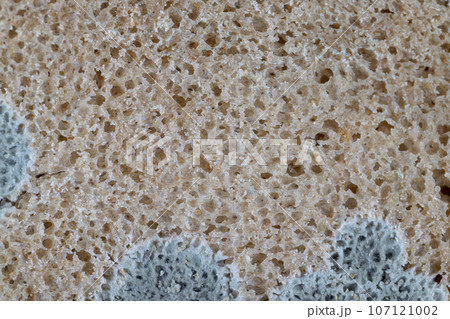dangerous pieces of bread covered with mold on the table dangerous pieces of bread covered with mold on the table 107121002