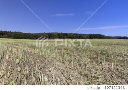the rapeseed stubble that was left after the harvest the rapeseed stubble that was left after the harvest 107121348