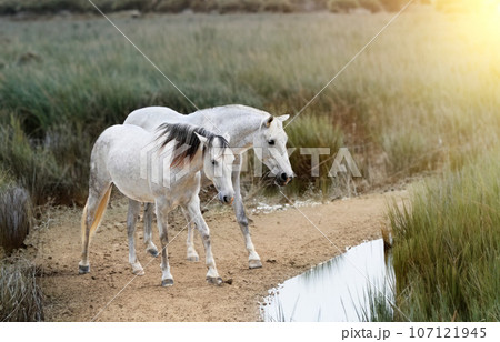 camargue horses in marsh 107121945