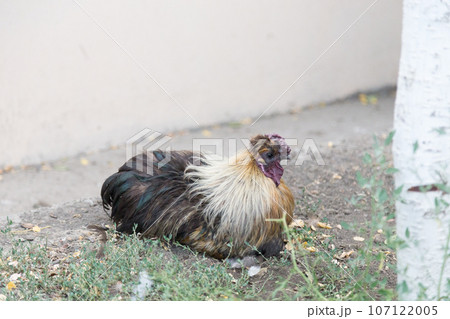 Beautiful Rooster a lying on the grass. Beautiful Rooster a lying on the grass. 107122005