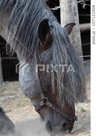 Strong and powerful horses of the Branson breed. Strong and powerful horses of the Branson breed. 107122006