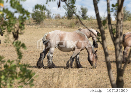Strong and powerful horses of the Branson breed. 107122009