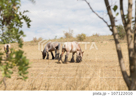 Strong and powerful horses of the Branson breed. Strong and powerful horses of the Branson breed. 107122010