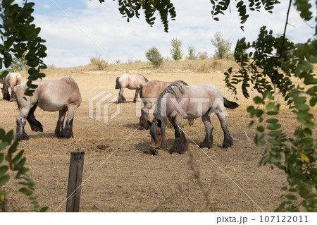 Strong and powerful horses of the Branson breed. Strong and powerful horses of the Branson breed. 107122011